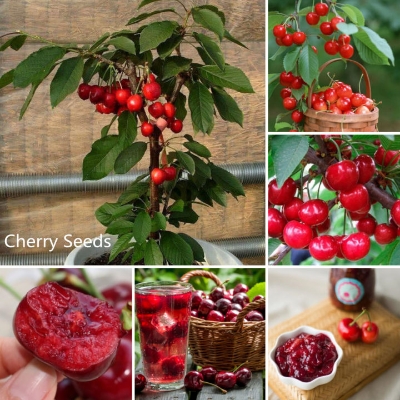 Picture of All Season Sweet Red Cherry Bonsai Seeds - 5 Piece Seeds