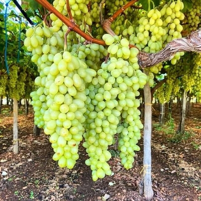 Picture of Easy to grow Sweet climbing Green Grape Seeds -20 Pcs Seeds