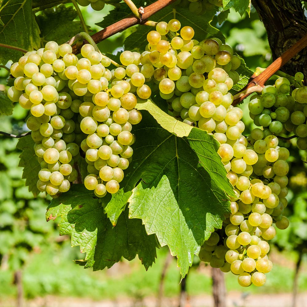Picture of Easy to grow Sweet climbing Green Grape Seeds -20 Pcs Seeds
