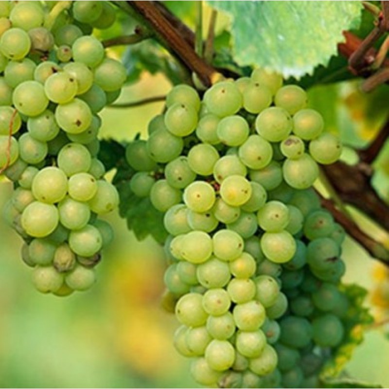 Picture of Easy to grow Sweet climbing Green Grape Seeds -20 Pcs Seeds