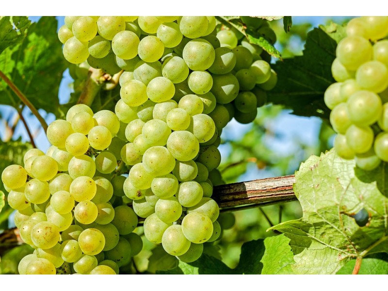 Picture of Easy to grow Sweet climbing Green Grape Seeds -20 Pcs Seeds
