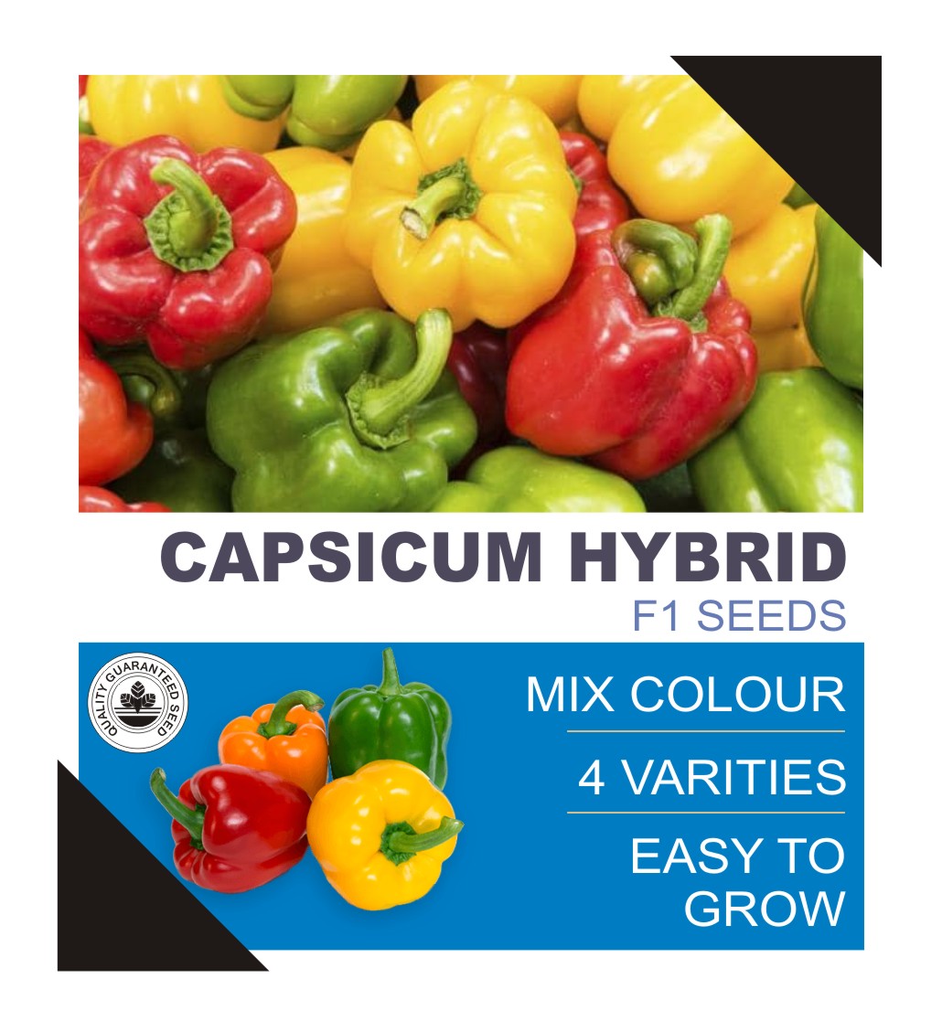 Picture of F1 Hybrid 10 Pcs All Season Multi Colour Capsicum Vegetable Seeds 