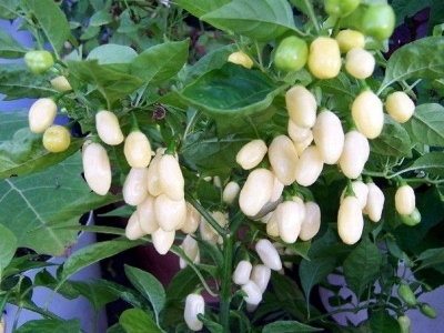 Picture of All season White chili seed 40 pices+ gift