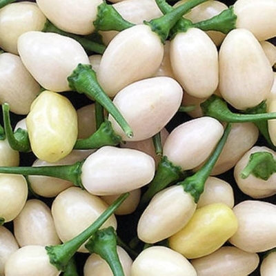 Picture of All season White chili seed 40 pices+ gift