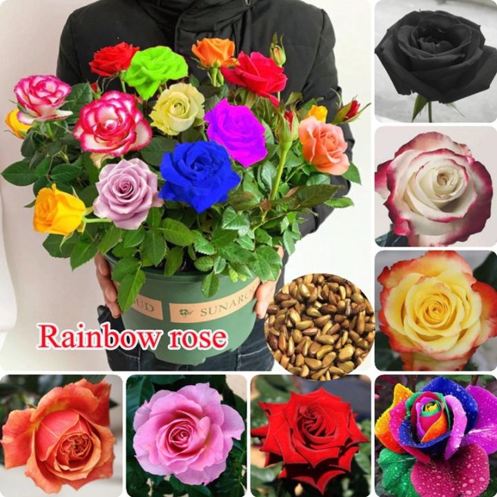 Picture of Rainbow Color Rose Seeds -30pcs Seeds