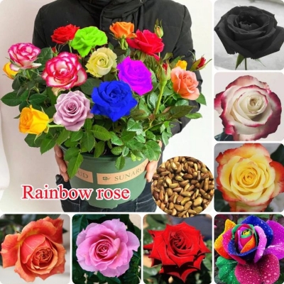 Picture of Rainbow Color Rose Seeds -30pcs Seeds