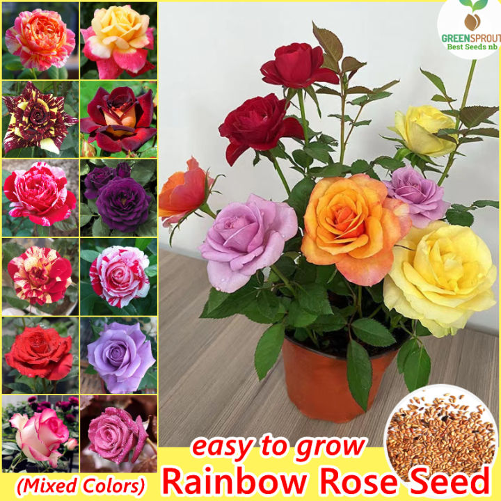 Picture of Global Mixed Rainbow Roses Flower Seeds - 30 Pcs Seeds
