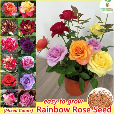 Picture of Global Mixed Rainbow Roses Flower Seeds - 30 Pcs Seeds