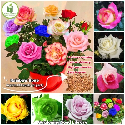 Picture of Global Mixed Rainbow Roses Flower Seeds - 30 Pcs Seeds