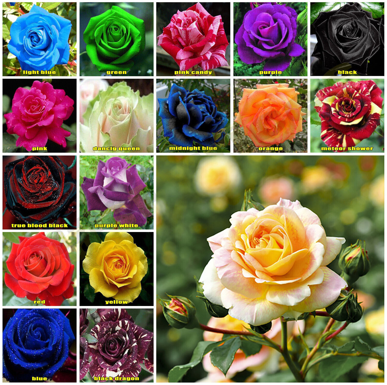 Picture of Global Mixed Rainbow Roses Flower Seeds - 30 Pcs Seeds