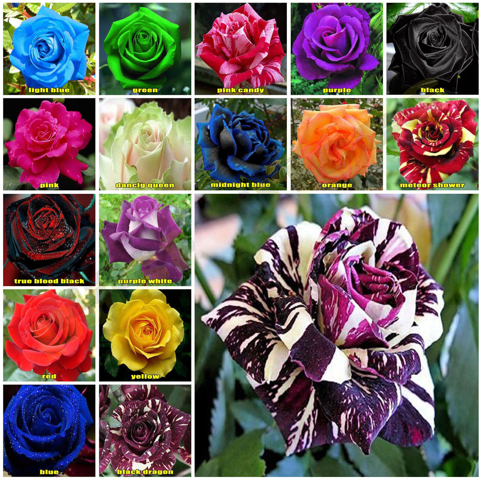 Picture of Global Mixed Rainbow Roses Flower Seeds - 30 Pcs Seeds