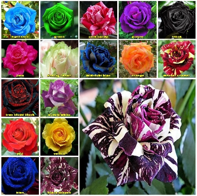 Picture of Global Mixed Rainbow Roses Flower Seeds - 30 Pcs Seeds