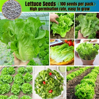 Picture of 100Pcs -Home garden plant Lettuce Grand Rapid Seeds Easy to Grow