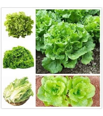 Picture of 100Pcs -Home garden plant Lettuce Grand Rapid Seeds Easy to Grow