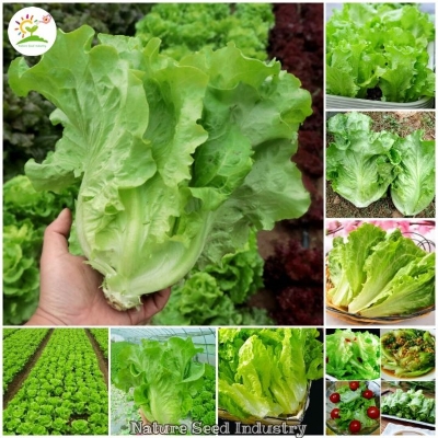 Picture of 100Pcs -Home garden plant Lettuce Grand Rapid Seeds Easy to Grow