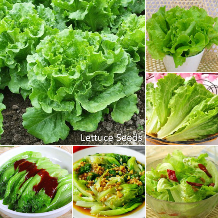 Picture of 100Pcs -Home garden plant Lettuce Grand Rapid Seeds Easy to Grow