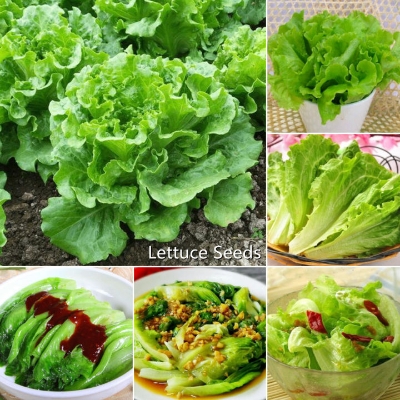 Picture of 100Pcs -Home garden plant Lettuce Grand Rapid Seeds Easy to Grow