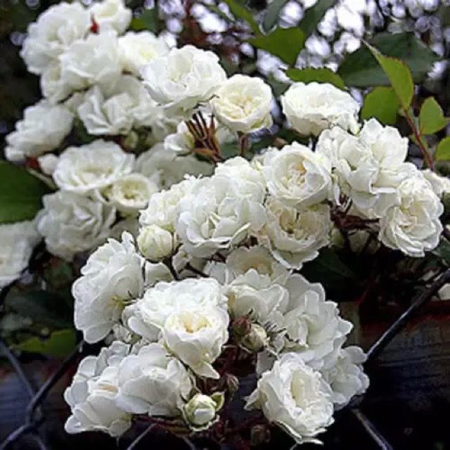 Picture of 30 Pcs WhiteColour Roses Flower Seeds - 30Pcs Seeds Seeds