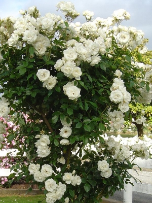 Picture of 30 Pcs WhiteColour Roses Flower Seeds - 30Pcs Seeds Seeds
