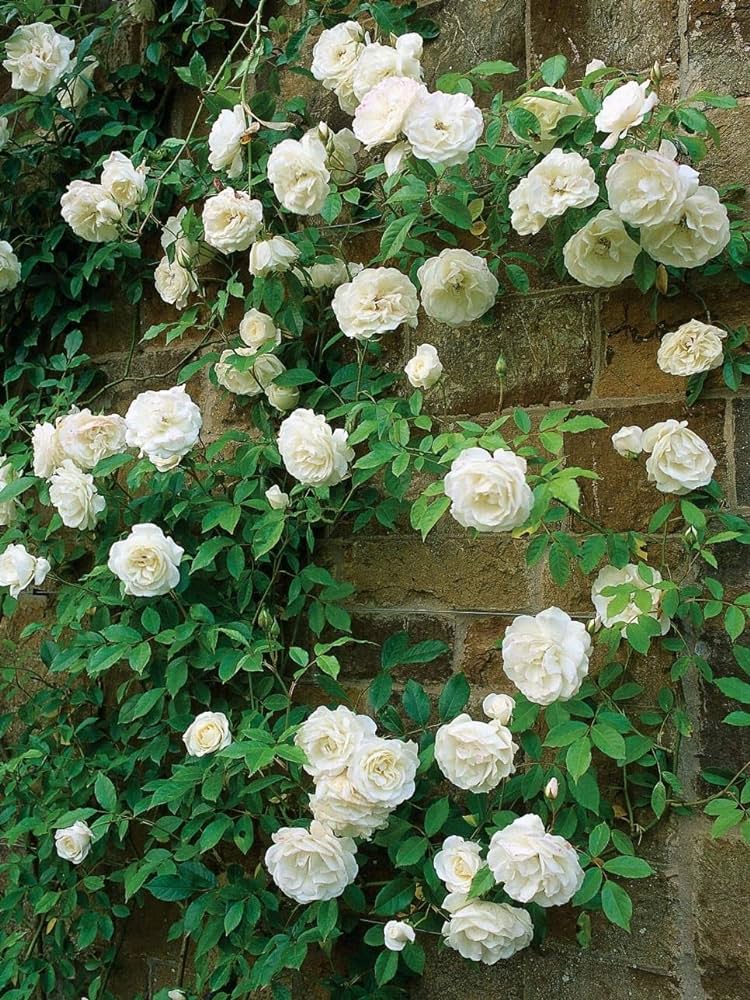 Picture of 30 Pcs WhiteColour Roses Flower Seeds - 30Pcs Seeds Seeds