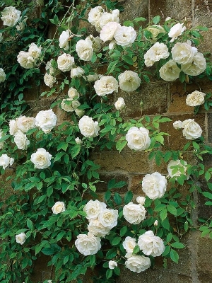 Picture of 30 Pcs WhiteColour Roses Flower Seeds - 30Pcs Seeds Seeds