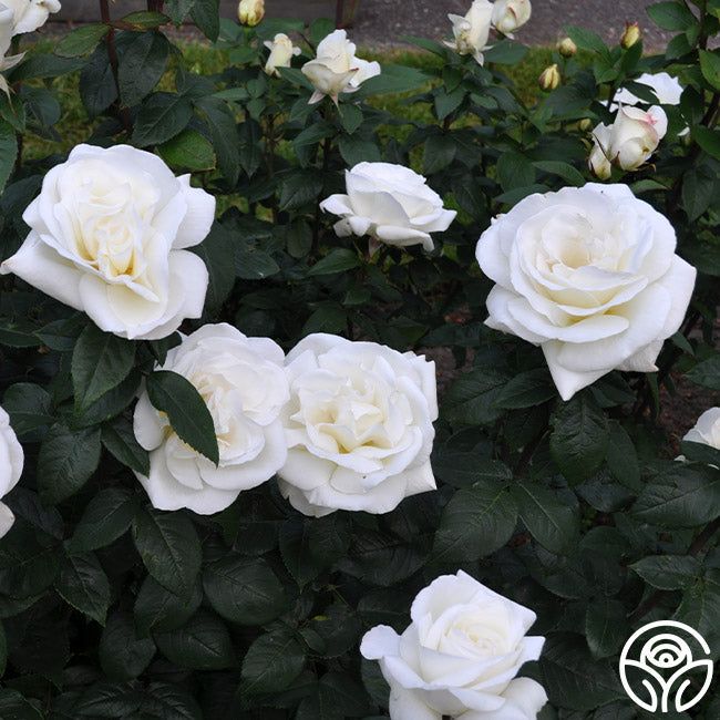 Picture of 30 Pcs WhiteColour Roses Flower Seeds - 30Pcs Seeds Seeds