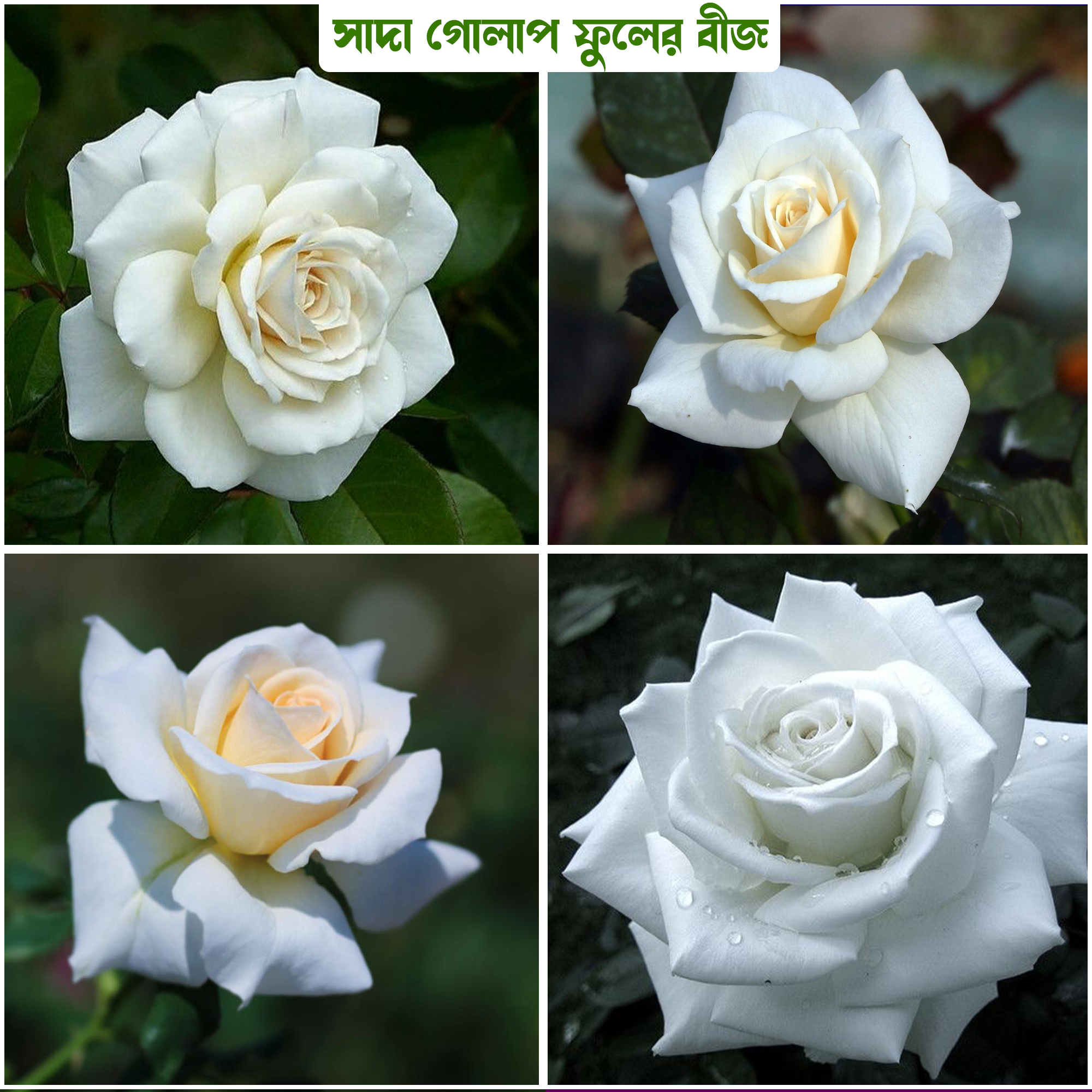 Picture of 30 Pcs WhiteColour Roses Flower Seeds - 30Pcs Seeds Seeds