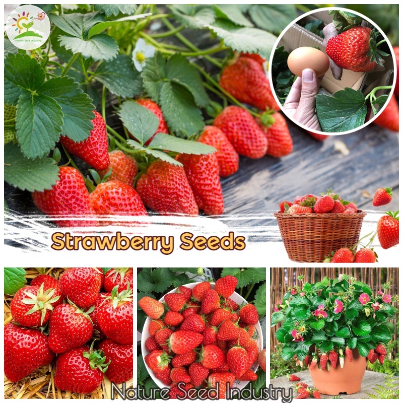 Picture of Hybrid Sweet Red Strawberry Plant Seeds - 30+Seeds