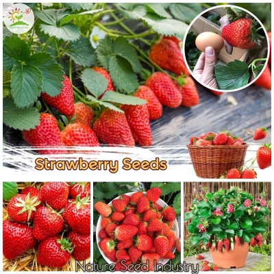 Picture of Hybrid Sweet Red Strawberry Plant Seeds - 30+Seeds