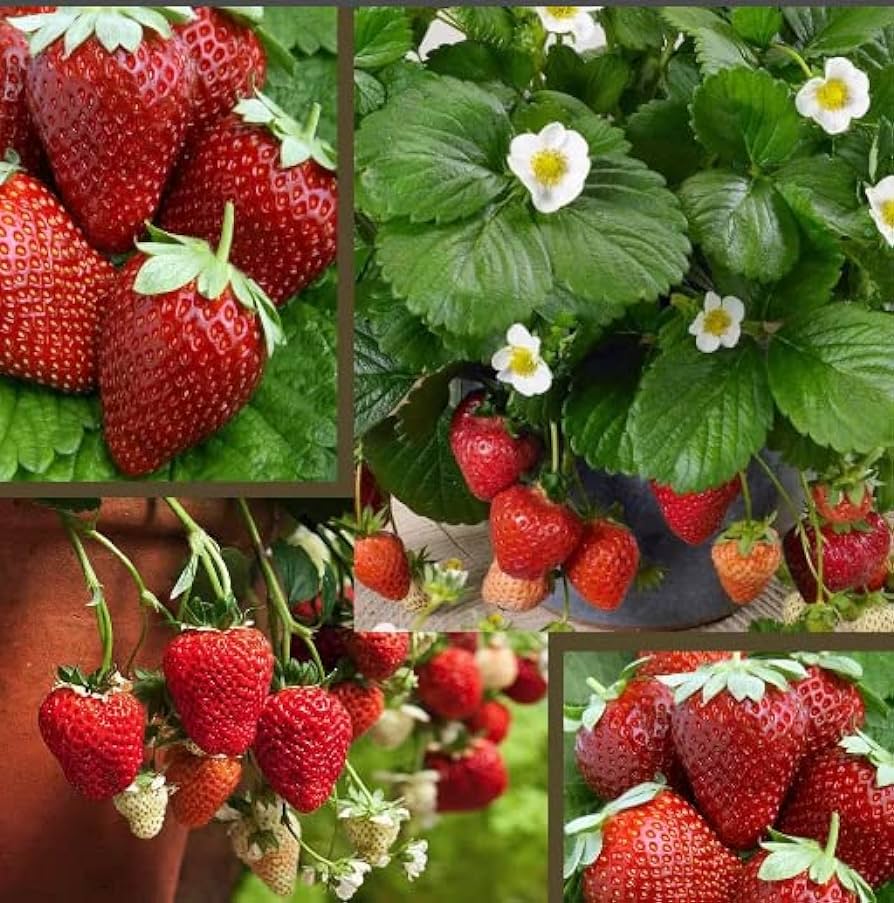 Picture of Hybrid Sweet Red Strawberry Plant Seeds - 30+Seeds