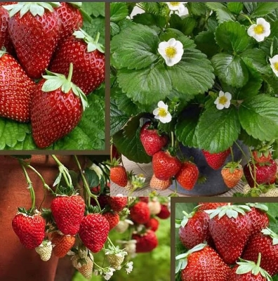 Picture of Hybrid Sweet Red Strawberry Plant Seeds - 30+Seeds
