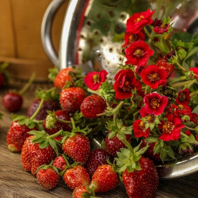 Picture of Hybrid Sweet Red Strawberry Plant Seeds - 30+Seeds