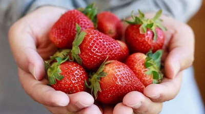 Picture of Hybrid Sweet Red Strawberry Plant Seeds - 30+Seeds