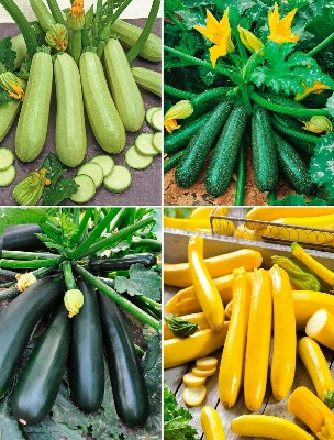 Picture of 5 Seeds Zucchini Courgette Squash Round Vegetable Plant Organic