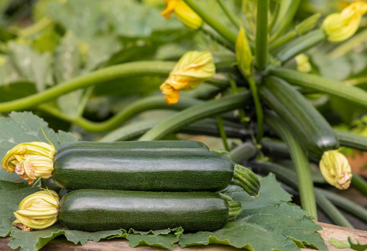 Picture of 5 Seeds Zucchini Courgette Squash Round Vegetable Plant Organic