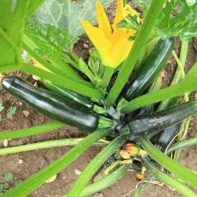 Picture of 5 Seeds Zucchini Courgette Squash Round Vegetable Plant Organic