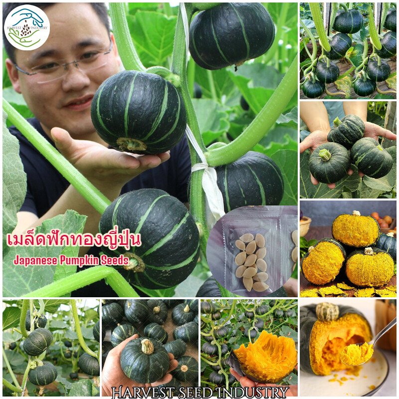 Picture of Japanese Sweet Green Pumkin 10+ Seeds