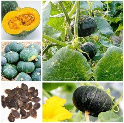 Picture of Japanese Sweet Green Pumkin 10+ Seeds
