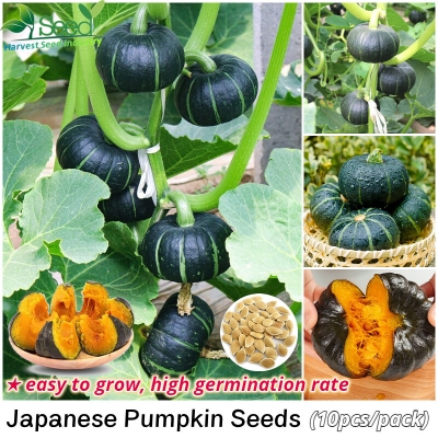 Picture of Japanese Sweet Green Pumkin 10+ Seeds