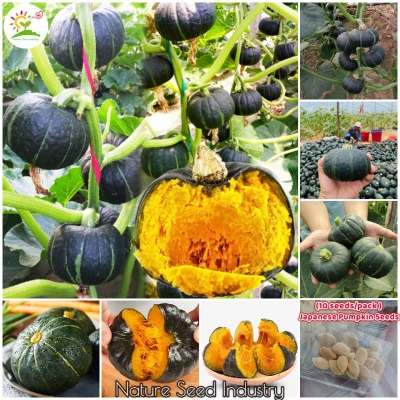 Picture of Japanese Sweet Green Pumkin 10+ Seeds