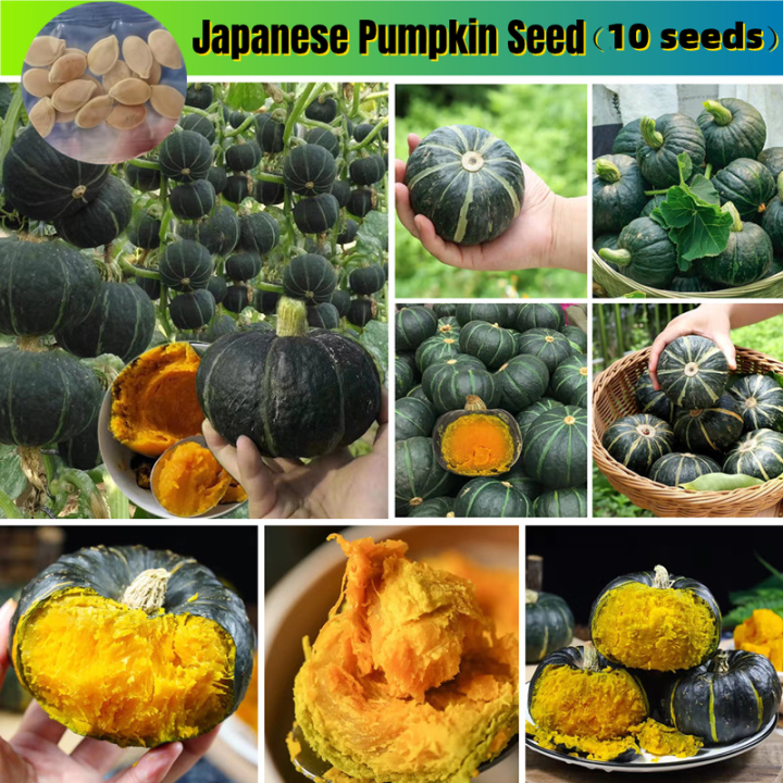 Picture of Japanese Sweet Green Pumkin 10+ Seeds