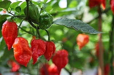 Picture of Global Naga Pepper or Bombay Pepper Seed - 40 pcs