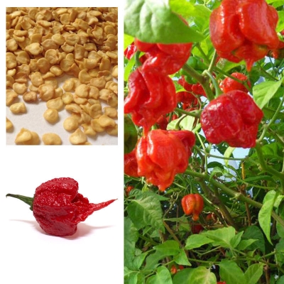 Picture of Global Naga Pepper or Bombay Pepper Seed - 40 pcs