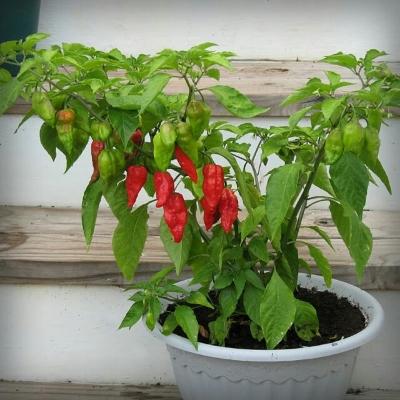 Picture of Global Naga Pepper or Bombay Pepper Seed - 40 pcs