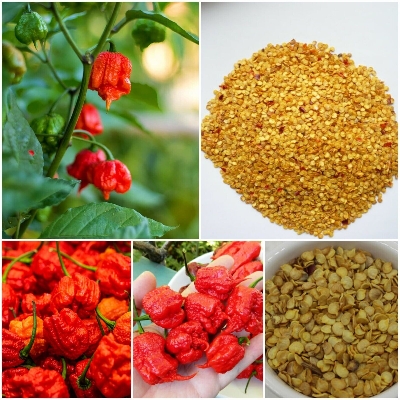 Picture of Global Naga Pepper or Bombay Pepper Seed - 40 pcs