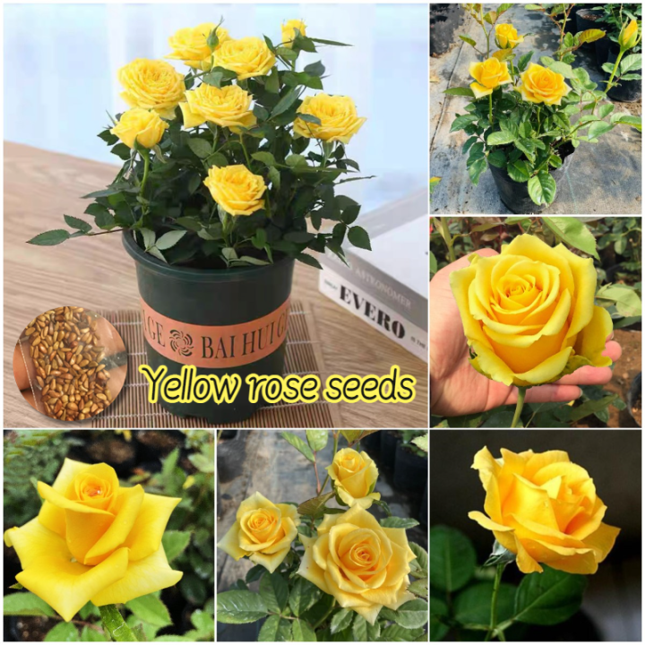 Picture of Yellow Color Rose Seeds - 5 Pcs Seeds (Global Seed)