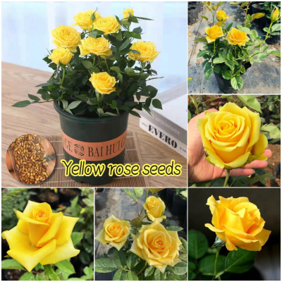 Picture of Yellow Color Rose Seeds - 5 Pcs Seeds (Global Seed)