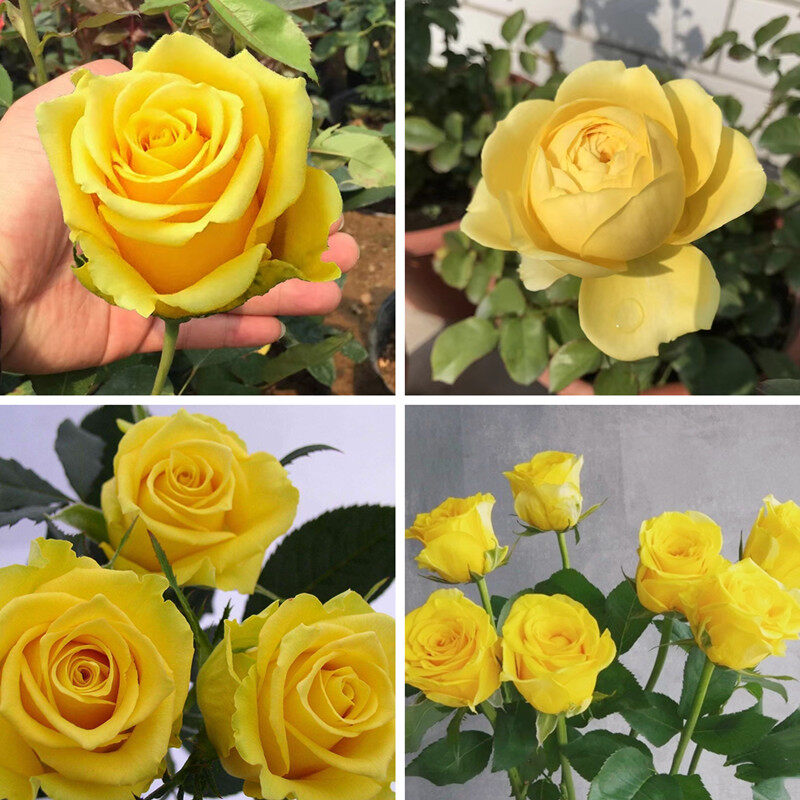 Picture of Yellow Color Rose Seeds - 5 Pcs Seeds (Global Seed)