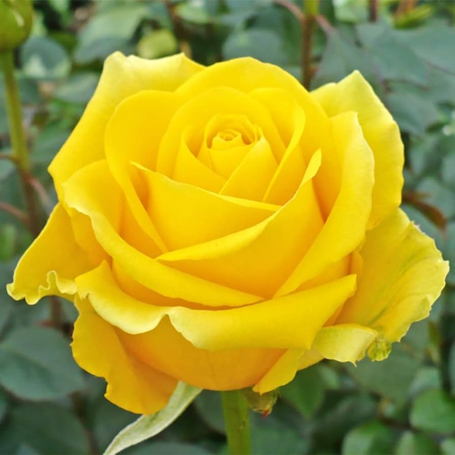 Picture of Yellow Color Rose Seeds - 5 Pcs Seeds (Global Seed)