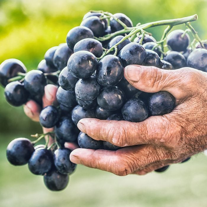 Picture of Black grapes all season Seeds - 20pcs